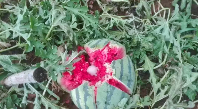 開(kāi)元集團(tuán)用行動(dòng)幫扶洛寧瓜農(nóng)